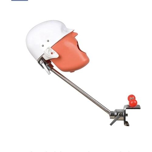 Head Model Dental Simulator Manikin Phantom with New Style Bench Mount Dental Models for Dentist Teaching