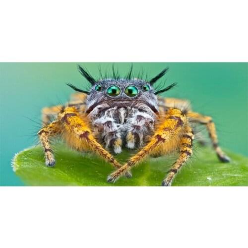 70x140cm Absorbent Bamboo Fiber Drying Bath Fashion Lady Girls Spider Towel Custom Washcloth Beach Swimwear Shower Towels