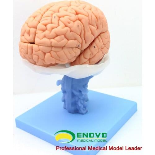 Medical human brain anatomical model brain stem ventricle cerebellar model neurological system model