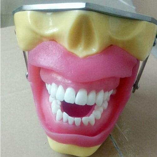 Dental Anesthesia Extraction Model for anesthesia and tooth extraction practice