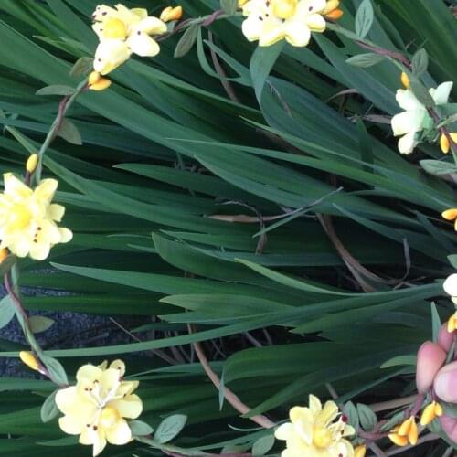 Korean Mori Girl Wreath Hair Ring Bride Bridesmaid Wedding Photo Headdress Headband Seaside Photo Photography