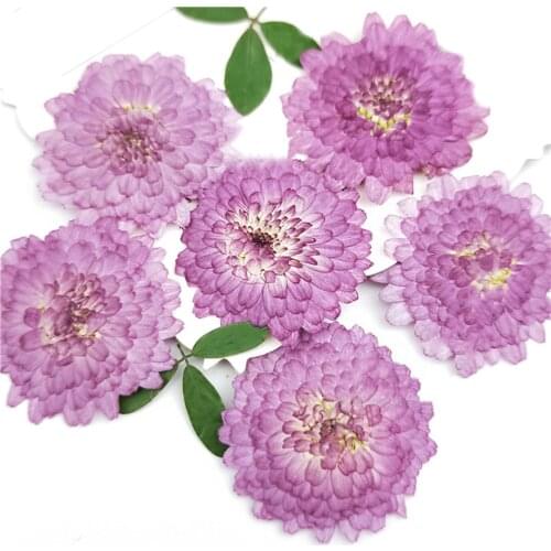 24x Real Chrysanthemum Pressed Dried Flower Leaves for DIY Scrapbooking