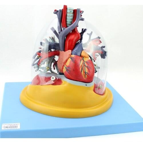 Orthopedics human heart lung tracheobronchial tree model thoracic surgery cardiology internal medicine respiratory system