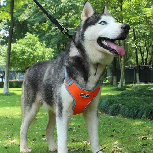 Breathable Mesh Dog Harness for Large Dog Chest Strap Pet Dog Pomeranian Schnauzer French Bulldog Harness and Leash Leash Set