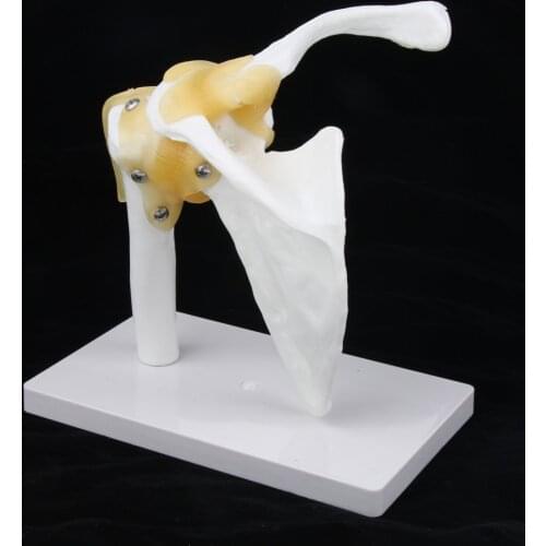 1:1 Life Size Functional Human Shoulder Joint Ligament Model Teaching Tool, Natural cast for accurate representation