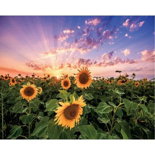 Sunflower Blooming at Sunrise Backdrop Baby Shower Party Birthday Room Decor Photo Booth Studio Prop