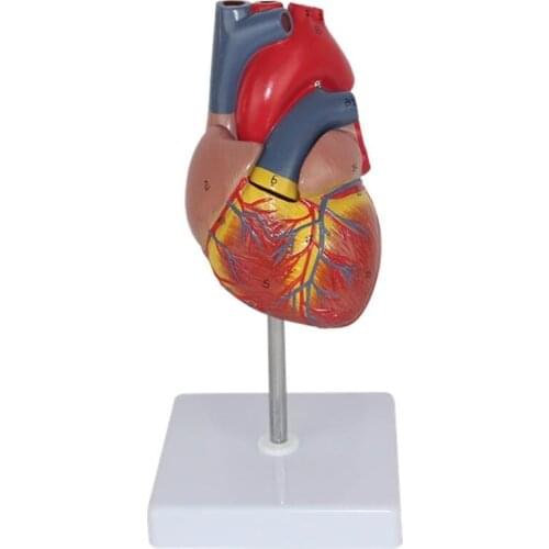 Anatomical Human Heart Anatomy Teaching Model Medical Science Viscera Medical Organ Model Teaching Resources with Stand