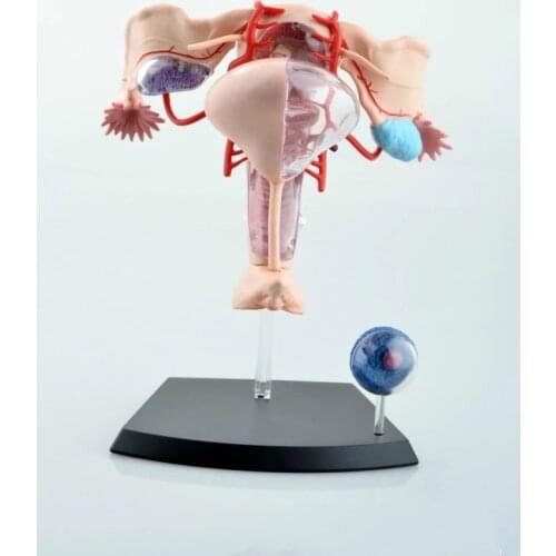 1:1 Assembled Uterus Ovary Anatomical Model 4D Female Uterus Model Biomedical Education Anatomical Assembly Model with 19 Parts