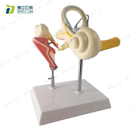 Medical teaching supplies and equipment 3 Parts Inner ear auditory ossicle and tympanic membrance anatomical model