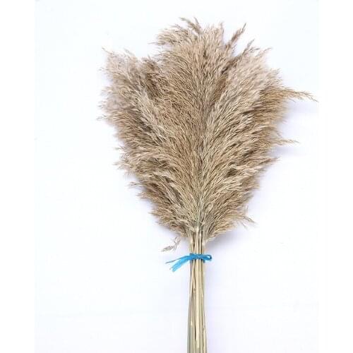 Natural Dried Reed Pampas Grass 50pcs Flower Plant Wedding Decoration Bouquet Modern Home Decor Free Shipping