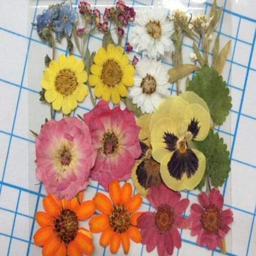 Different Kinds of Beautiful Colorful Real Pressed Flower Leaves Dried Flowers for Art Craft Scrapbooking Candle Making