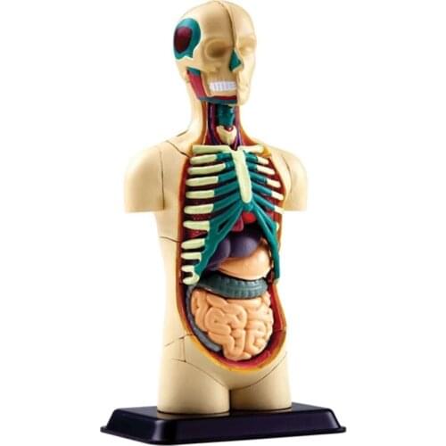 32 pieces of 12.7cm human anatomy model viscera model kindergarten teaching aid childrens toys