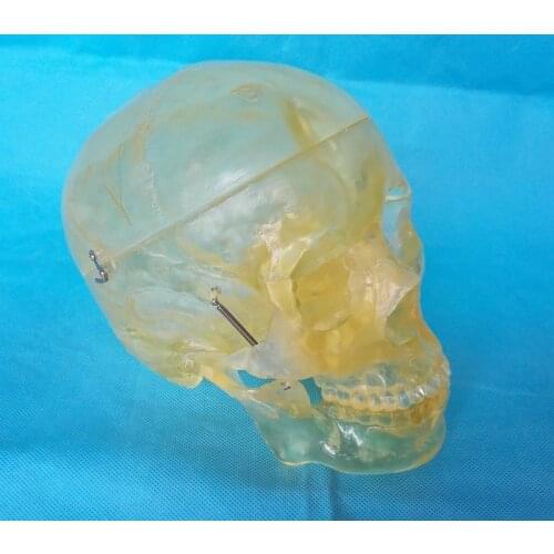 Human 1:1 Life Size Transparent Skull Model Skeletal Skeleton Model Anatomy Skeleton Anatomy Brain Skull Medical Teaching Model