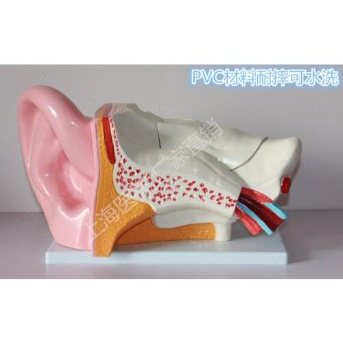 Ear anatomy model Ear structure Pathology ear 43*25*15CM