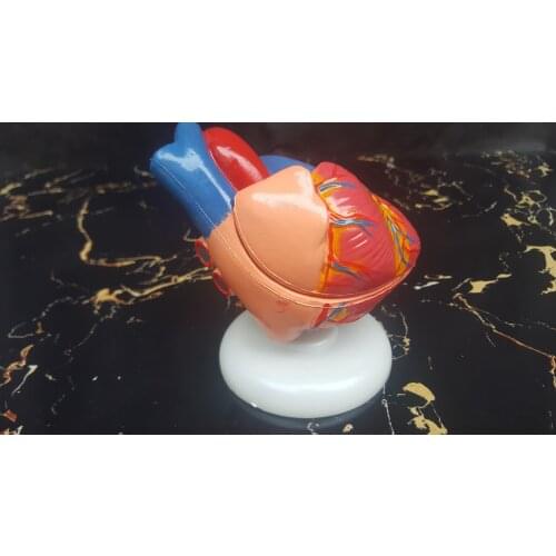 1:1 life size Medicine Medical Gastrointestinal Anatomical model heart of hunman educational toys Human heart Model Vintage