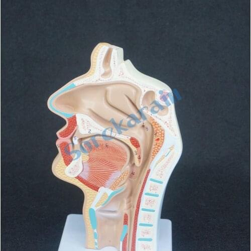 Human Pathology Nasal Cavity Oral Longitudinal Anatomica Model Medical Natural Life Size Teaching Resources