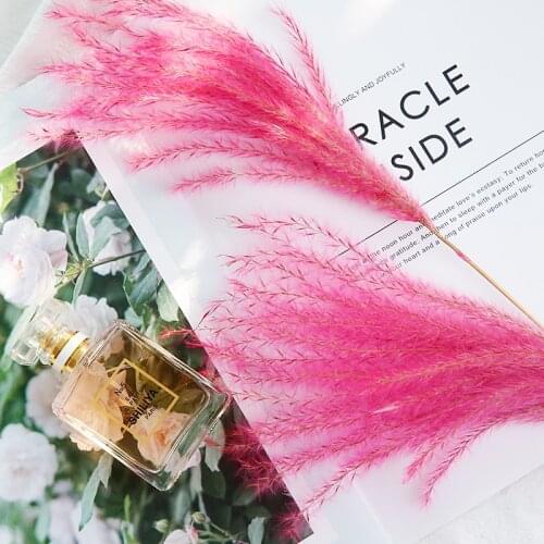 Natural Reed Red Yellow Blue Dried Flower Photography Background Accessories Shooting Photo Backdrops DIY Decorations fotografia