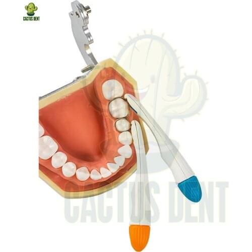 Dentistry Orthodontic Instruments Matrix Ring Band Roll Stainless Steel Matrix System Disposable Matrice Repair 50 pcs Materials