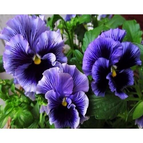 A25392 11CT/14CT/18CT/25CT/28CT oil scenery patterns Counted Cross Stitch DIY Cross Stitch Kits Embroidery Needlework Sets