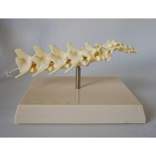 Dog Skeleton Bone Dog Spine Model Canine Skeleton Animal Anatomy Model Veterinary Teaching Model Veterinary Appliances with Base