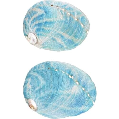 10pcs Natural Abalone Shell Large Sea Shells Nautical Decor Soap Landscape Fish Diy Aquarium Wedding Dish Tank Home Decor