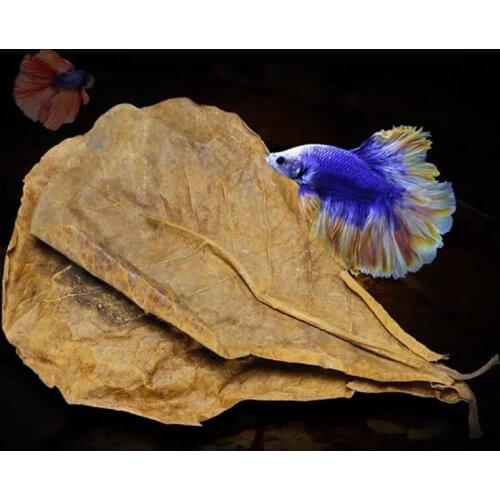 5/25/50PCS Natural Terminalia Catappa Leaves Aquarium Decoration Fish Tank Cleaning Tools Water Treatment Aquarium Accessories