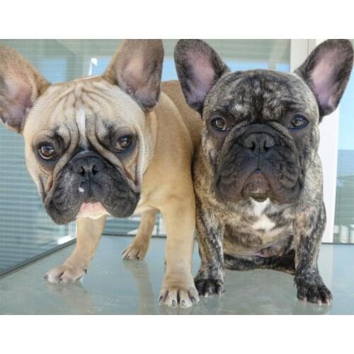 5d diy Diamond Painting French bulldog Diamond Embroidery cute pets dog full square round Rhinestones kit Pictures mosaic FG1939