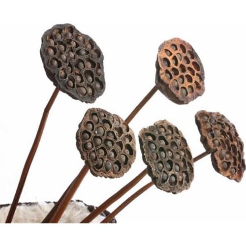 Pack of 2 natural dried flowers lotus pods on With stems dried floral crafts home coffee shop decoration Photographic props