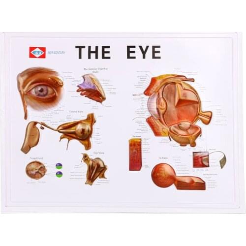 Anatomical diagram of the eyeball structure