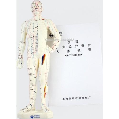 Medical Chinese / English Medicine Meridians Acupuncture and Moxibustion Model Point Mannequin Acupuncture Manikin Model 26cm