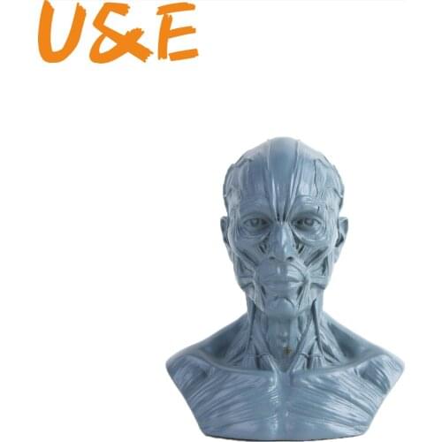 Human Muscle Skeleton Head Model Muscle Head Skull Anatomy Sculpture Art Sketch Medical Learning supplies