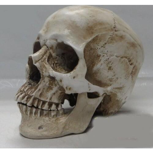 High quality 1:1 human skull model resin skeleton model painting human skull Art musculoskeletal anatomy art model
