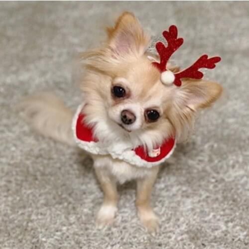 Pet Cats Grooming Accessories Clips Pet Dog Cat dog grooming Beauty Supplies Bows Hairpin Pet Hair Clips 50pcs/lot