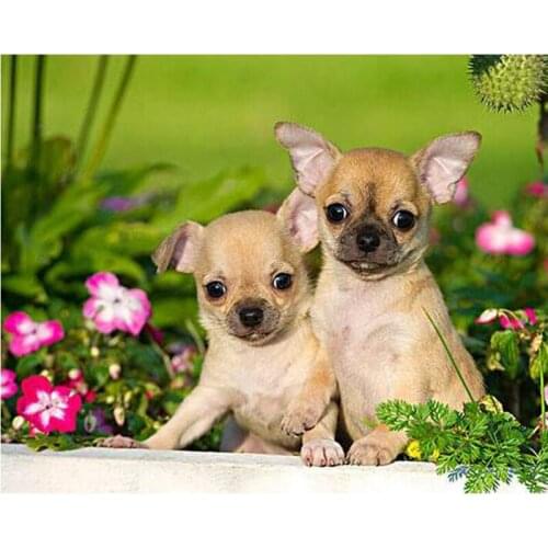 5d DIY Diamond Embroidery Mosaic Cross Stitch Chihuahua Dog Flowers Full Square Drill Decor Rhinestones Handmade C346