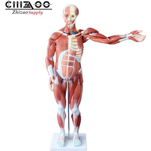 Medical 80cm Human Male Muscle Model 27 Parts