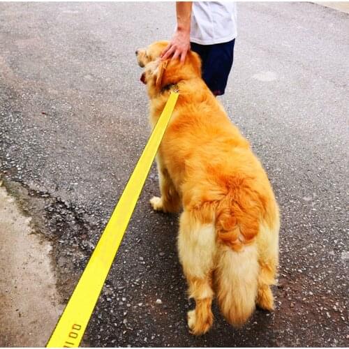 Fashion Letter Dog Collar Leash Set for Small Dogs Nylon Dog Leashes Collars Set for Dogs High Quality VIP Dropshipping A214