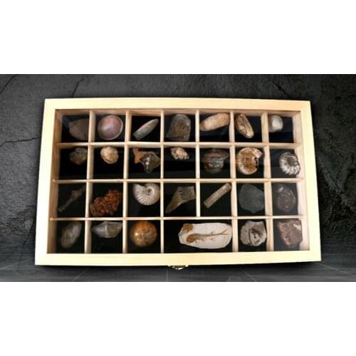 Natural 28 kinds of ancient fossil stone specimen box snail fossil animal fossil