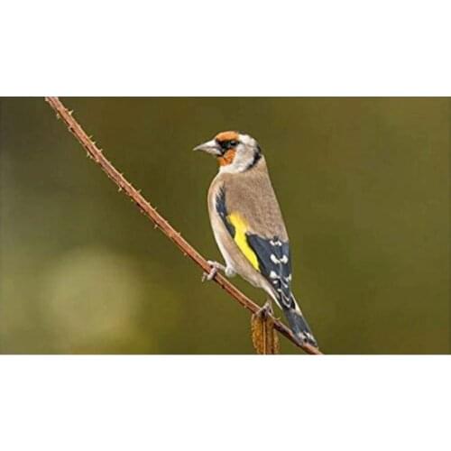 Animasls Bird Painting By Numbers For Adults Diy Kits HandPainted On Canvas With Framed Oil Picture Drawing Coloring By Numebrs