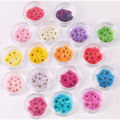 200pcs Pressed Dried Narcissus Plum Blossom Flower With Box For Epoxy Resin Jewelry Making Nail Art Craft DIY Accessories