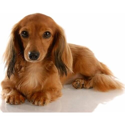 Diamond Painting Professor Dachshund dog 5D Cross-stitch diamond mosaic cute puppy pet Rhinestones Embroidery decoration L30