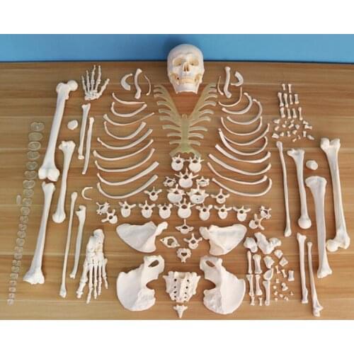 Full-body human detachable orthopedic skeleton model life size joint skeleton ,skull,spine skeleton model