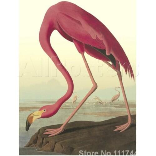 Animal painting bird American Flamingo John James Audubon art on canvas Hand painted High quality
