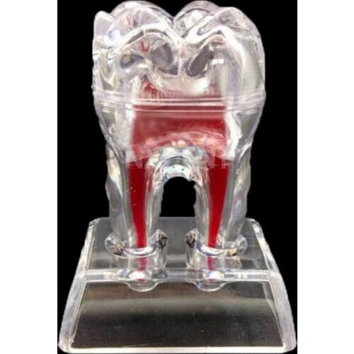 1pcs Dentist Dental Crystal Base Hard Plastic Teeth Tooth Molar Model Separable