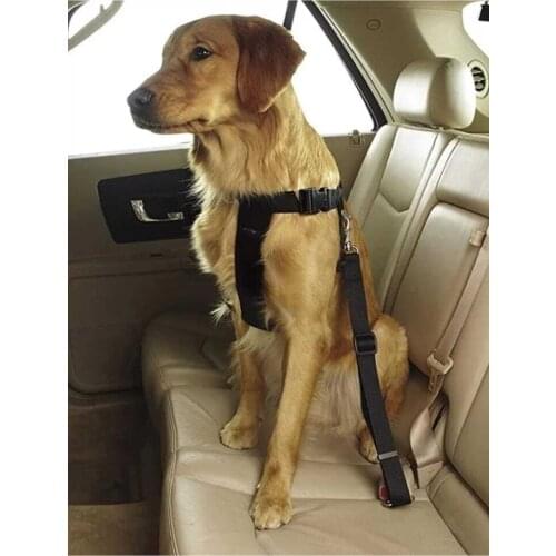 TİNEKE Dog Accessories