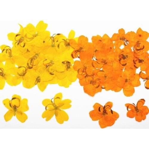120pcs Dried Pressed Yellow/Orange Cassia Flower Plants Herbarium For Jewelry Postcard Phone Case Bookmark Scarpbooking Making