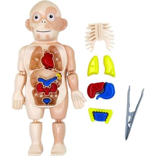 18Pcs/Set Human Model Removable Educational Toy Plastic Rotatable Organ Assembly Toy for Kids