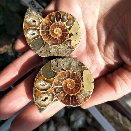 1 pIc lucky Ammonite Fossil Specimen Shell Mineral Healing Madagascar