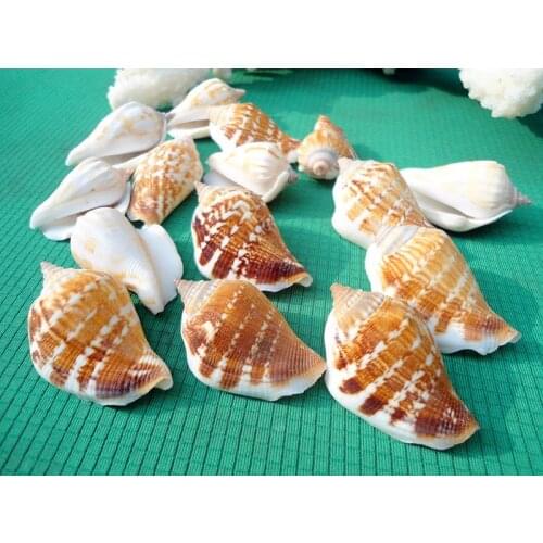 HappyKiss 5pcs Natural bottles household table fish tank conch DIY manual material stick a wall decoration shells
