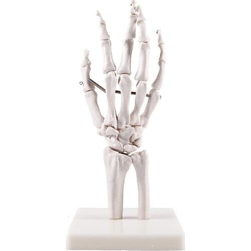 BIX-A1020 Life-Size Hand Joint Skeleton Model G133