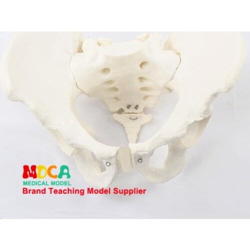 1:1 male pelvis model iliac symphysis pubis demonstration model pelvic medicine teaching MGP009
